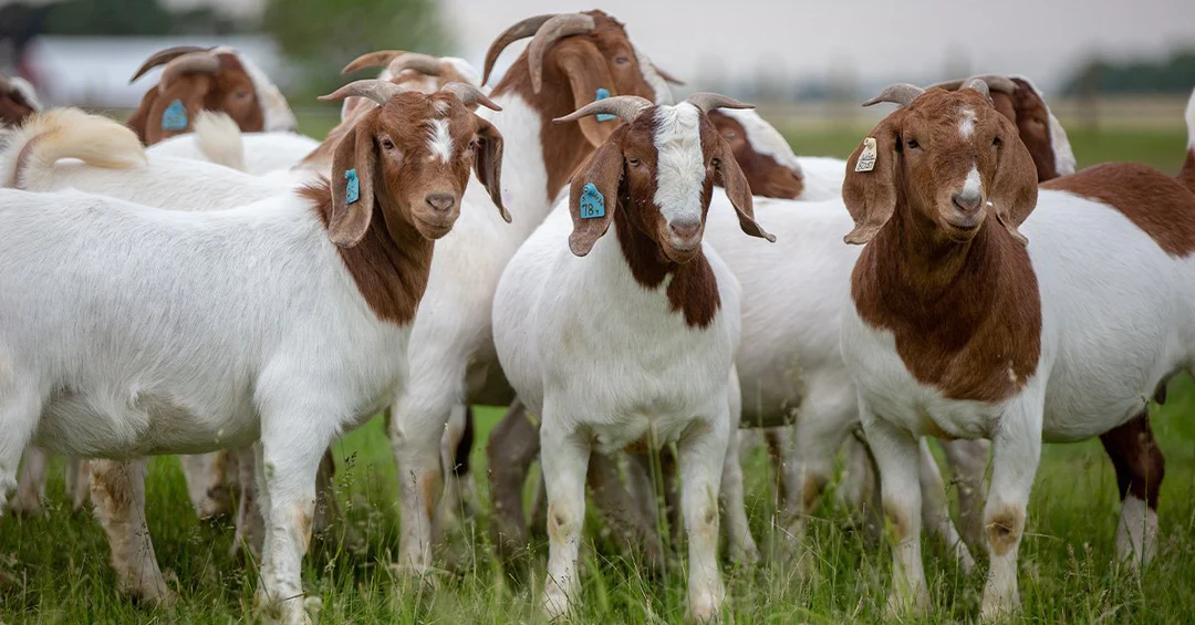 A goat, one of the animals offered for Qurban