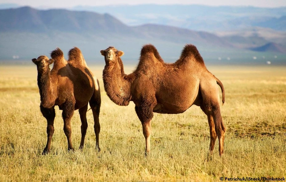 A camel, offered for Qurban and shared between seven names