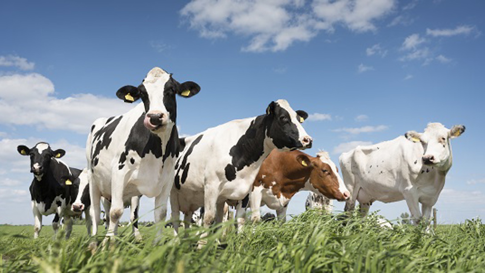 Cattle, offered for Qurban and shared between seven names